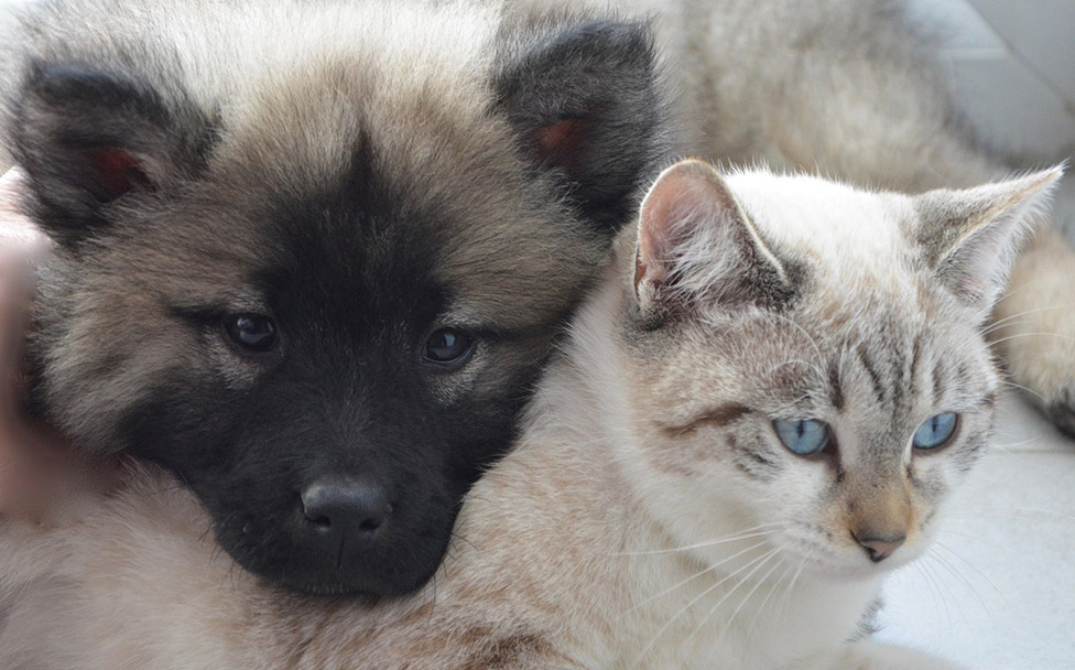 Pet Licensing